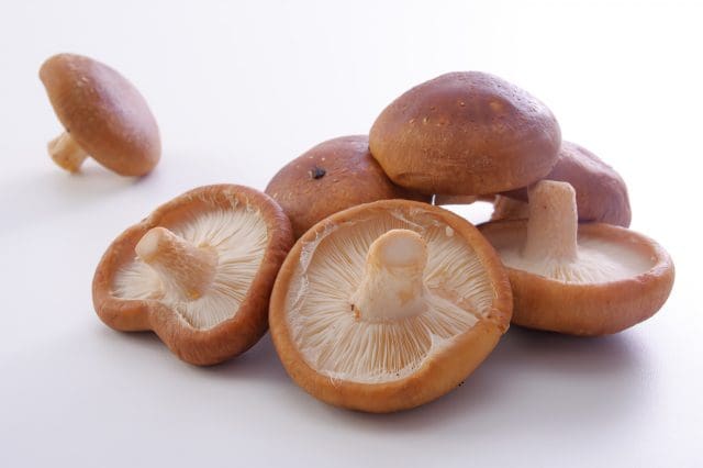 Shiitake mushroom