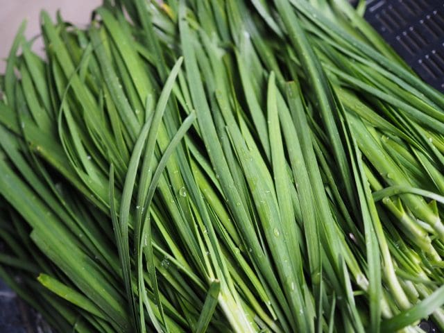 Nira (Garlic chives)