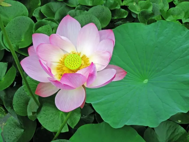 Lotus flower