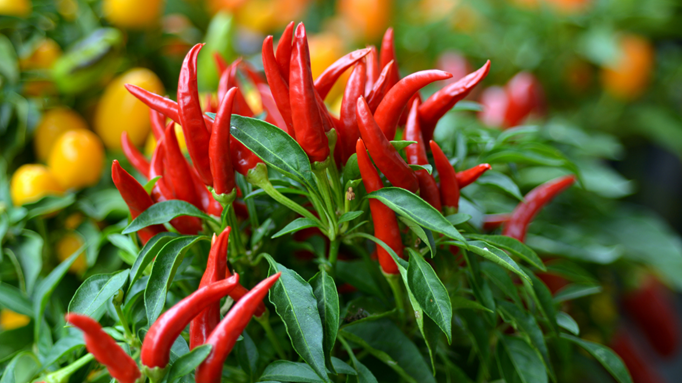 Close-up of a bird's eye chili plant with vibrant red chili peppers and lush green leaves, with yellow and orange peppers blurred in the background